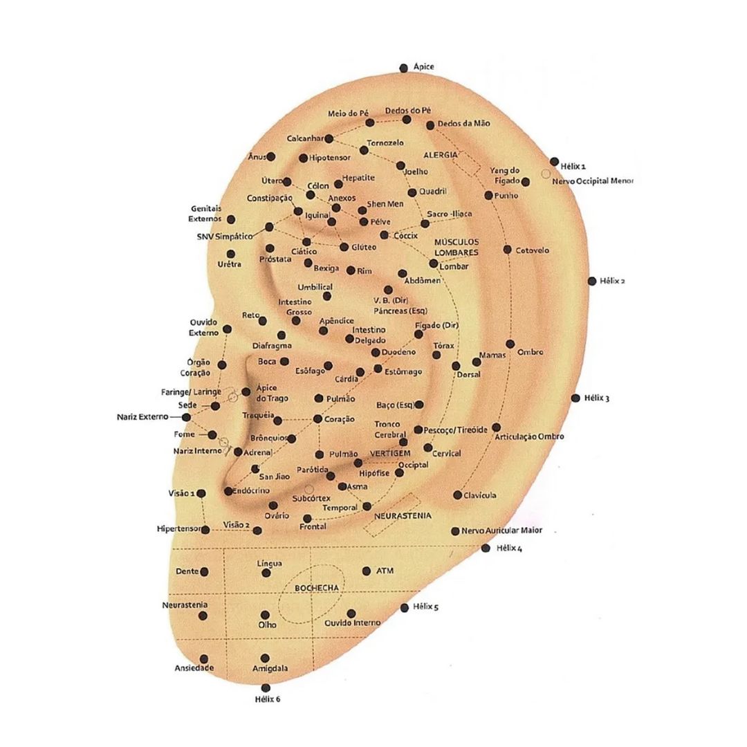 Pontos-da-auriculoterapia Mapa de pontos de auriculoterapia